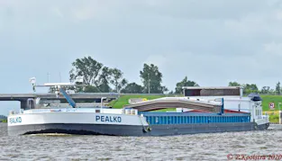 Pealko